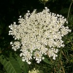 Queen Ann's Lace